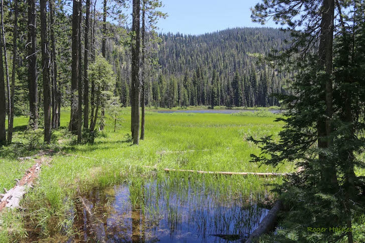 Warm Springs Trail #147 near Bull Trout Lake