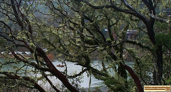 This view of the Roger River is a few miles down stream from Grants Pass.