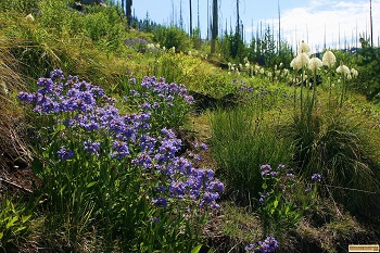 picture of wild flowers near hazard lake campground