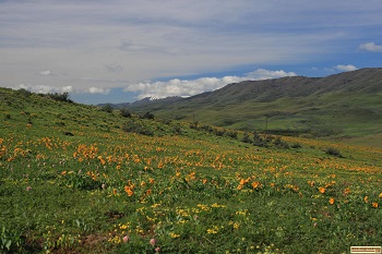 picture of spring in the hills north of Ola, idaho