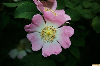 wild rose in dent acres