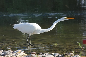 Heron looking for fish in Marsing Pond Marsing, Idaho.