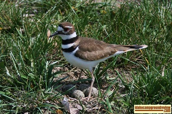 killdeer standing guard over her nest