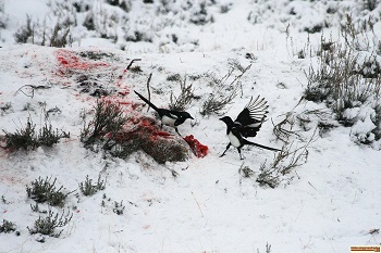 Magpies fighting over a meal