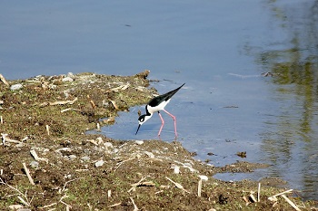 American Stilt