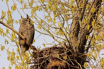 A Great Horned Owl near Jump Creek.