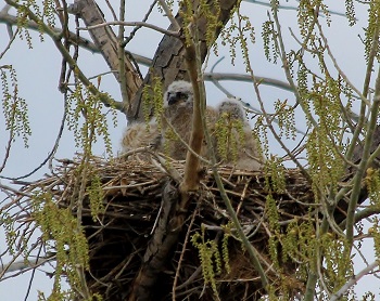A Great Horned Owlet.