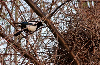 A picture of rust colored rock formation in Leslie Gulch near Jordan Valley, Oregon