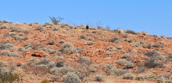 A guide to Valley of Fire State Park in Nevada.