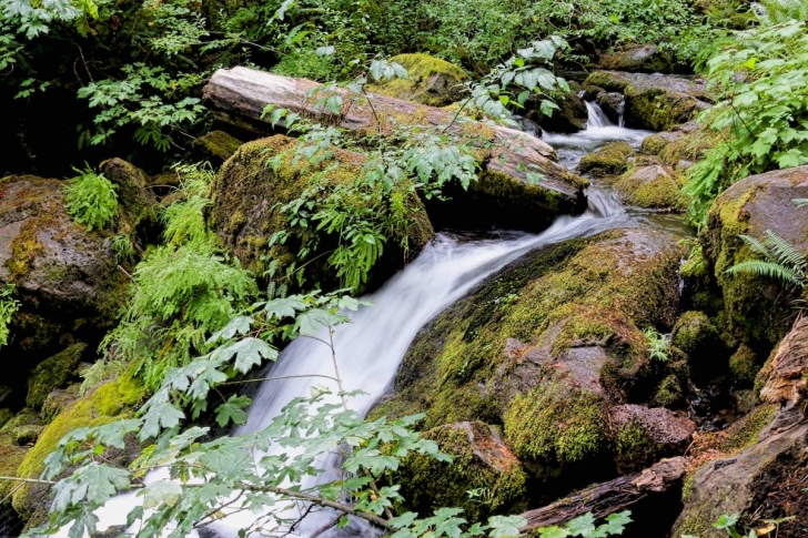 Even though Watson Creek is very small here it is still quite scenic.