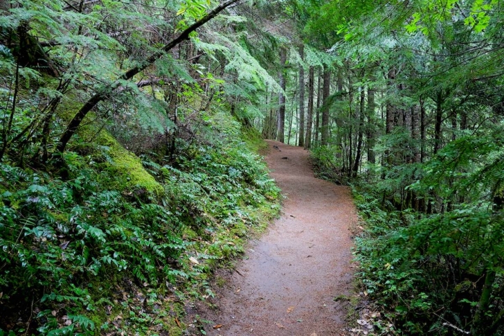 The path to Watson Falls is broad and surrounded by beautiful greenery.